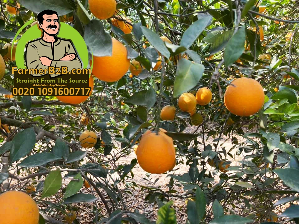  Лучшее качество Египетский валенсийский оранжевый (очень конкурентоспособная