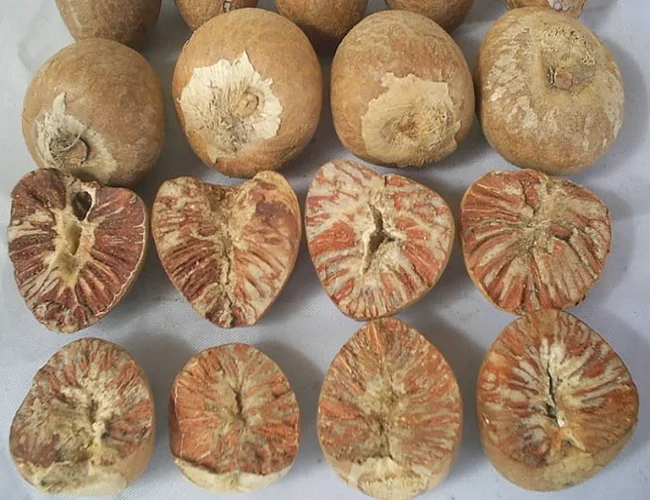 
Supplying Dried whole Areca nut/ Betel nut from Vietnam with high quality_vikafoods (WhatsApp/Wechat: + 84 983 028 718) 