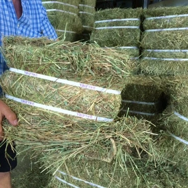 Высококачественный высококачественный Альфальфа сено по лучшей цене