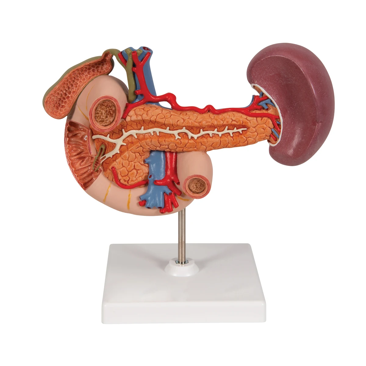 Human Spleen Model biology human anatomy student school educational teaching model Radical