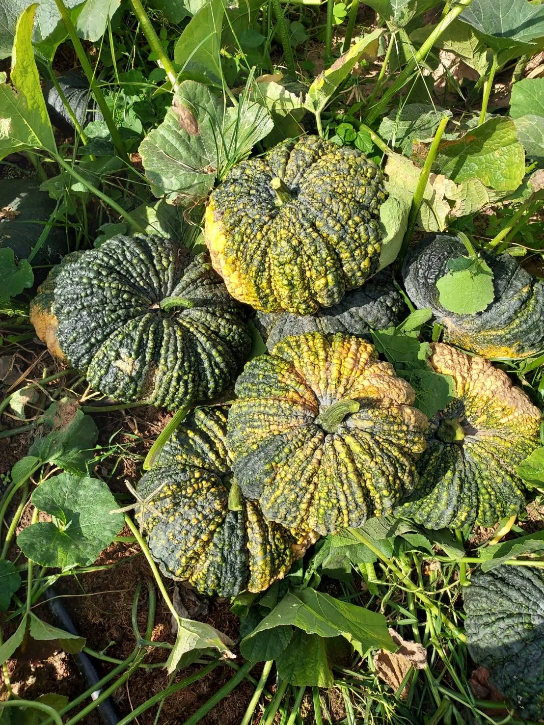 Свежая тайская Тыква высокого качества