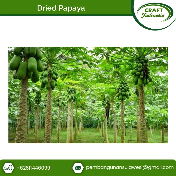 Lowest Price Highest Quality Sweet and Dried Frozen Dried Papaya Dices for Universal Buyers