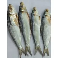 Dried Salted Herring fish/Hilsa TorI AMBER