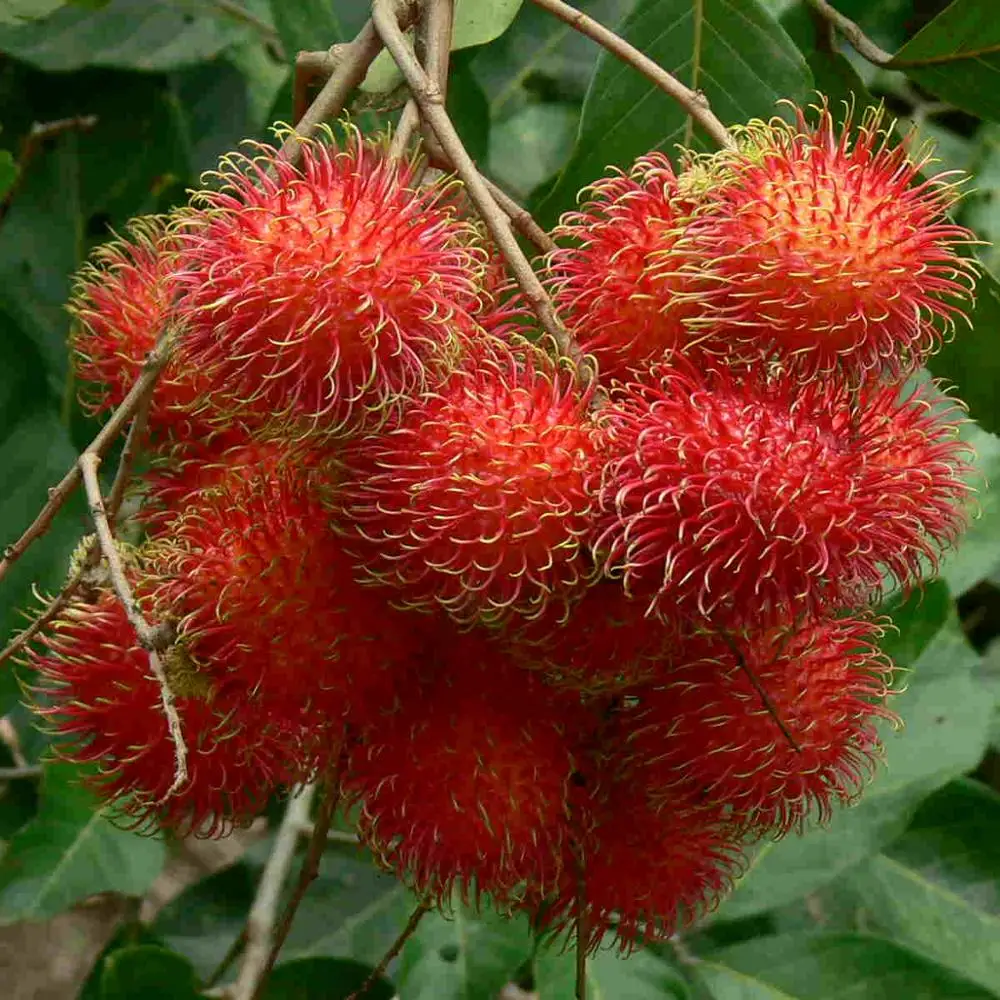 High quality competitive price fresh RAMBUTANT from Viet Nam