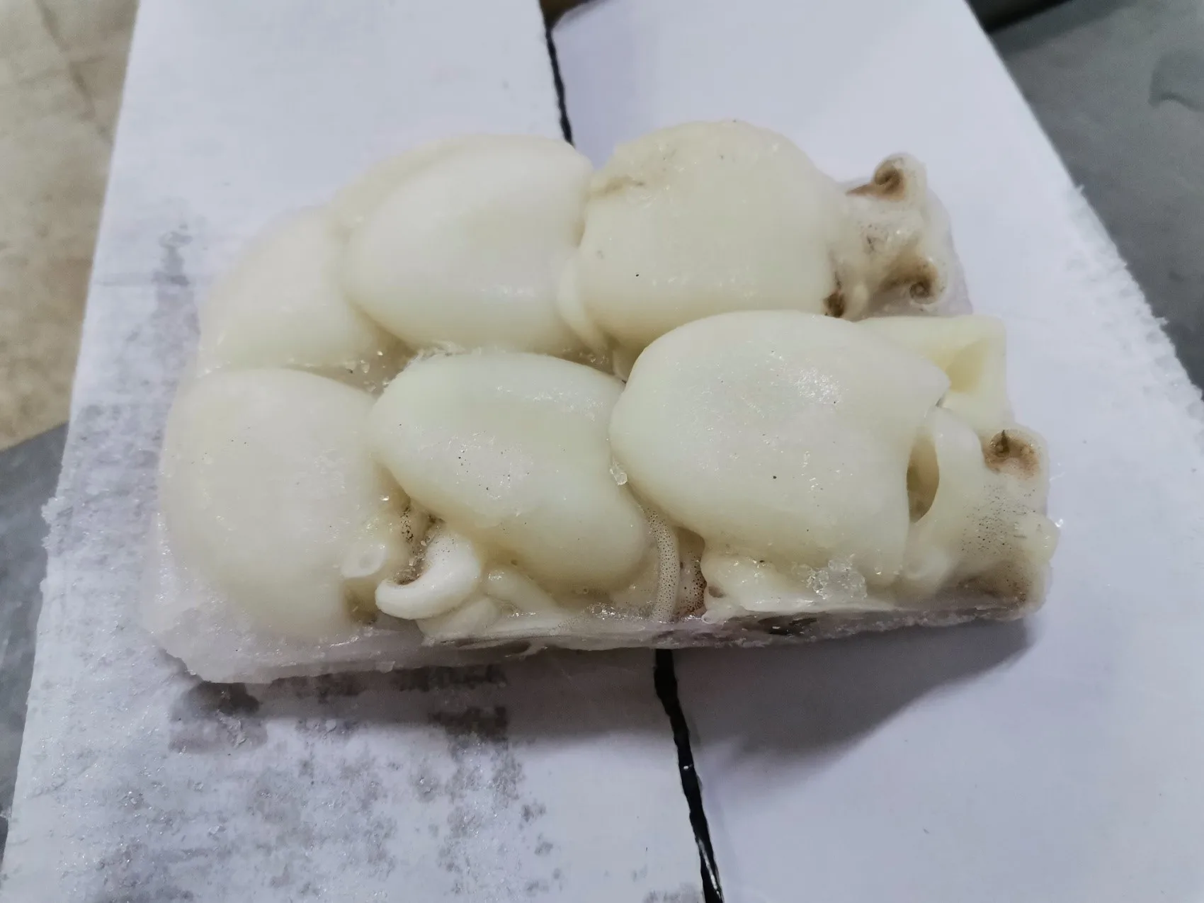 Malaysia Seafood Frozen Whole Cleaned Baby Cuttlefish With Best Price  For Good Quality