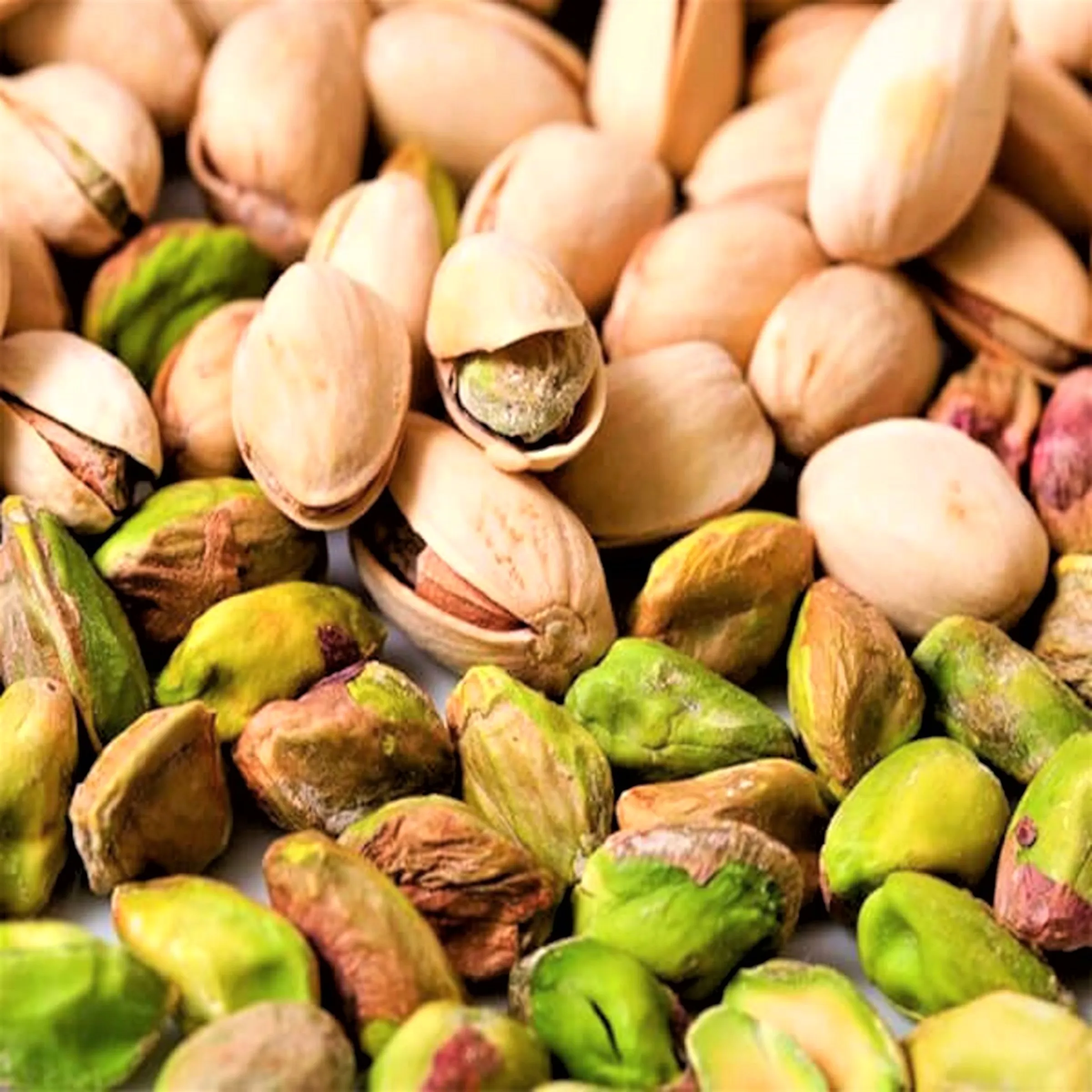 high quality and cheap Pistachio Nuts