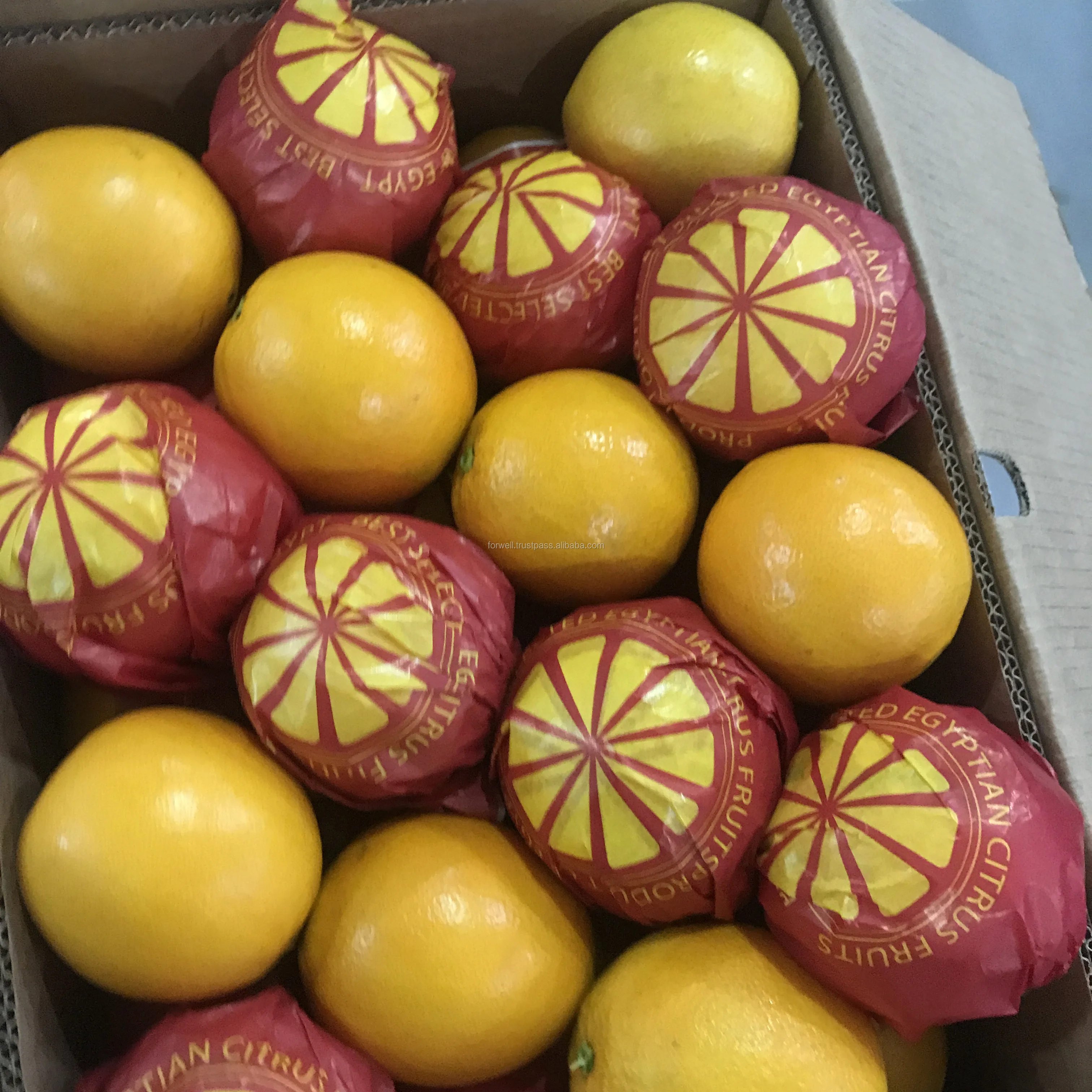 PURE AND SWEET EGYPTIAN ORANGE CROP WITH EXCELLENT QUALITY