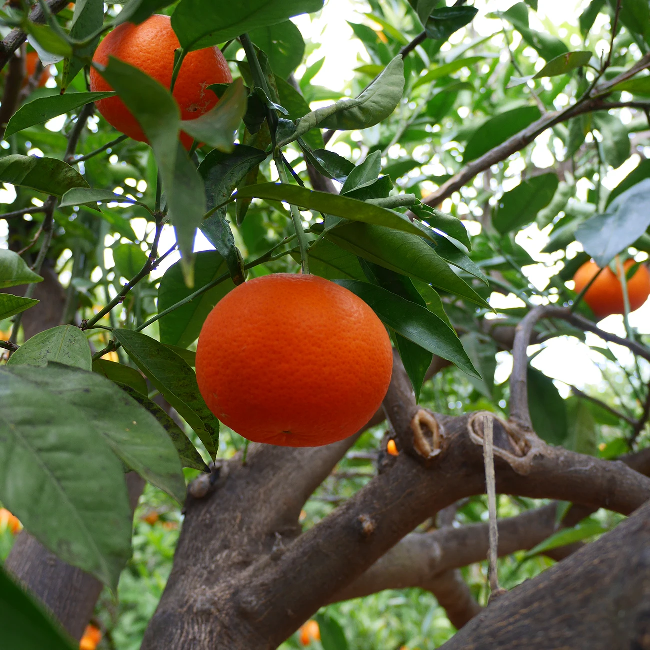 Premium Clemenvilla Mandarins with leaves. Global Gap Certification Sustainable Agriculture Certfication