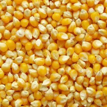 Cheap Quality Red/White Corn and Corn Oil