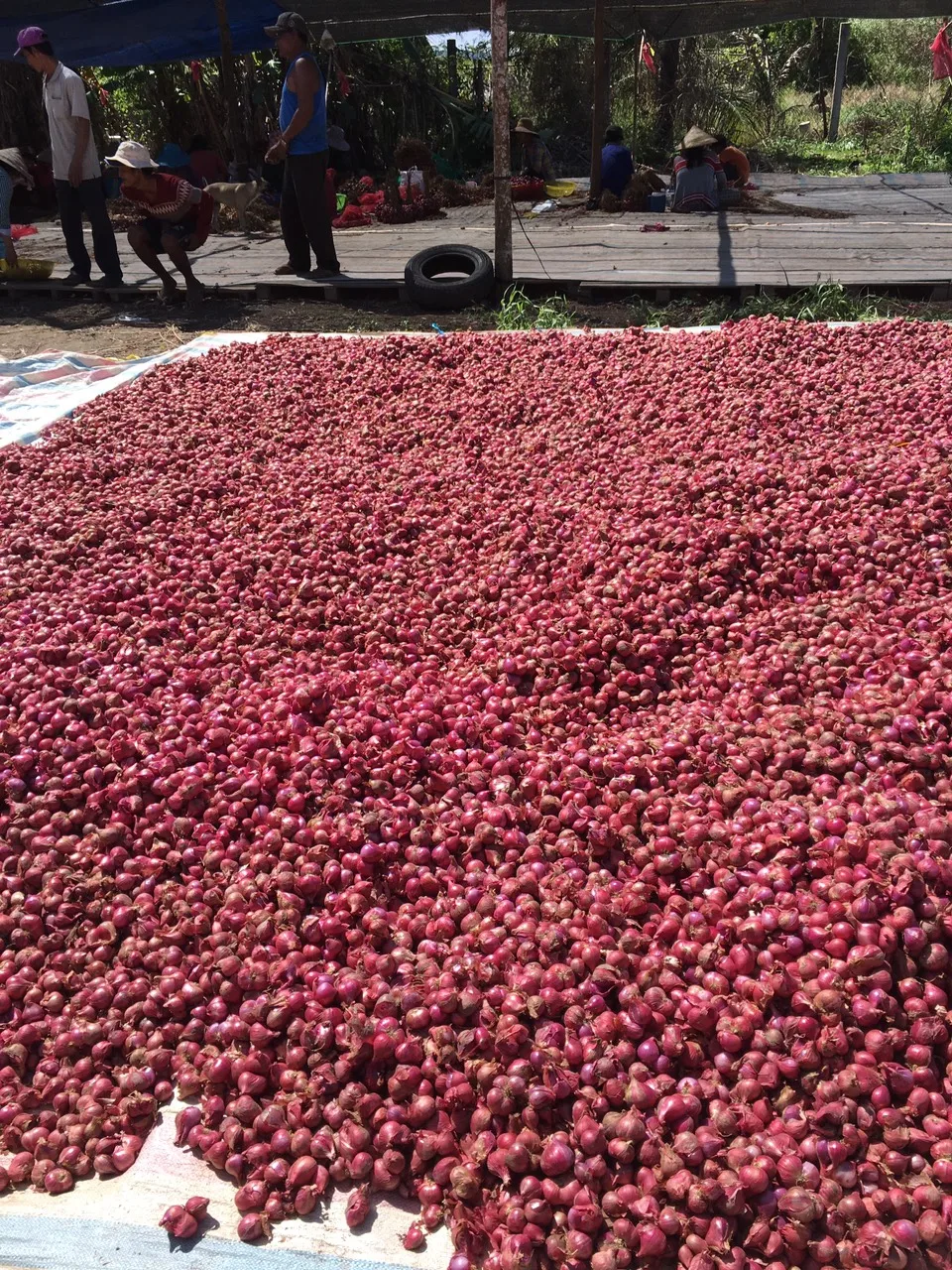 Supplying Fresh big onion red/yellow/white onion from Vietnam with top quality _Vikafoods (WhatsApp/Wechat: + 84 983 028 718)