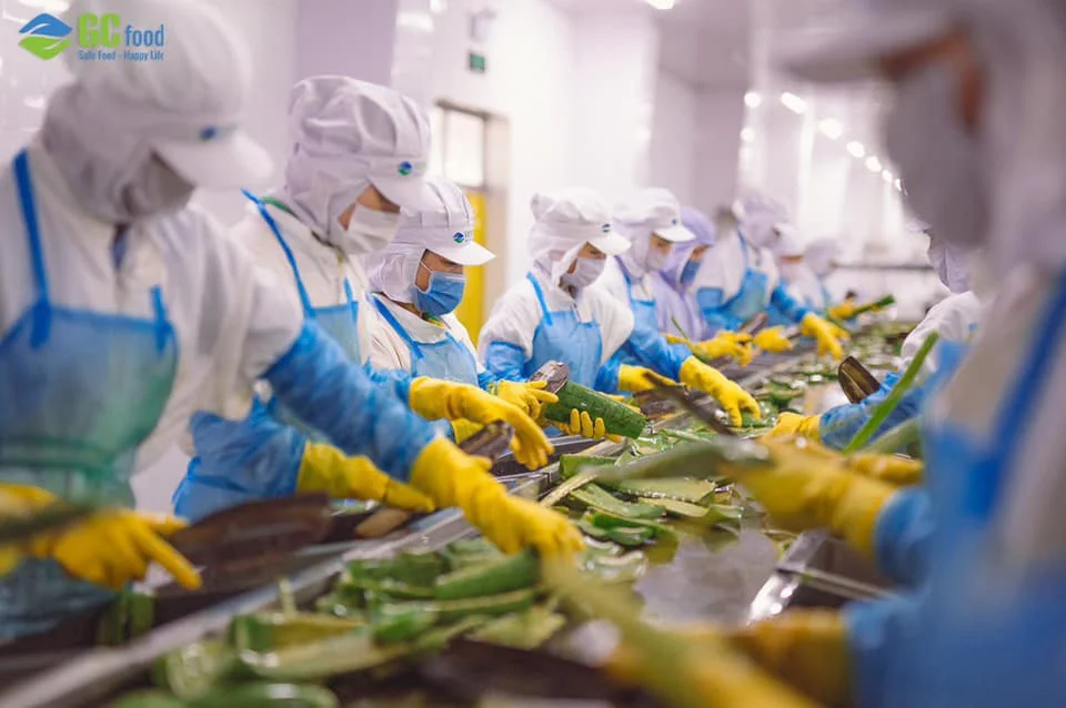 (GCFOOD) Aloe Vera Gel Dice Pulp High Quality/Ms.Anna+84 364930172