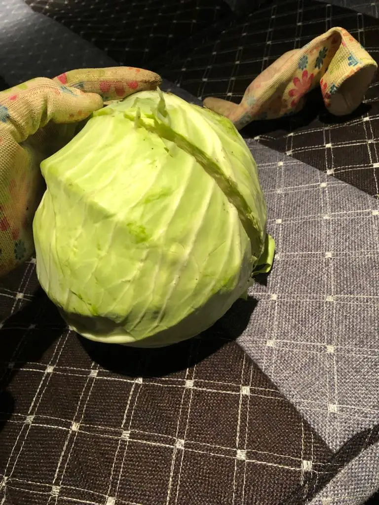 Fresh Cabbage Natural High Quality New Crop