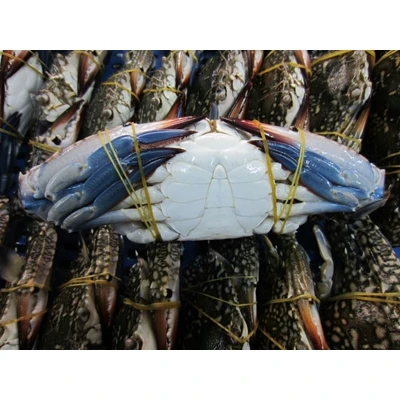 
Fresh Frozen Blue Swimming Crab 