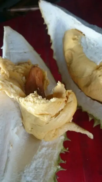 fresh durian / frozen durian from Vietnam with best price in 2020 / Whatsapp +84 84563639