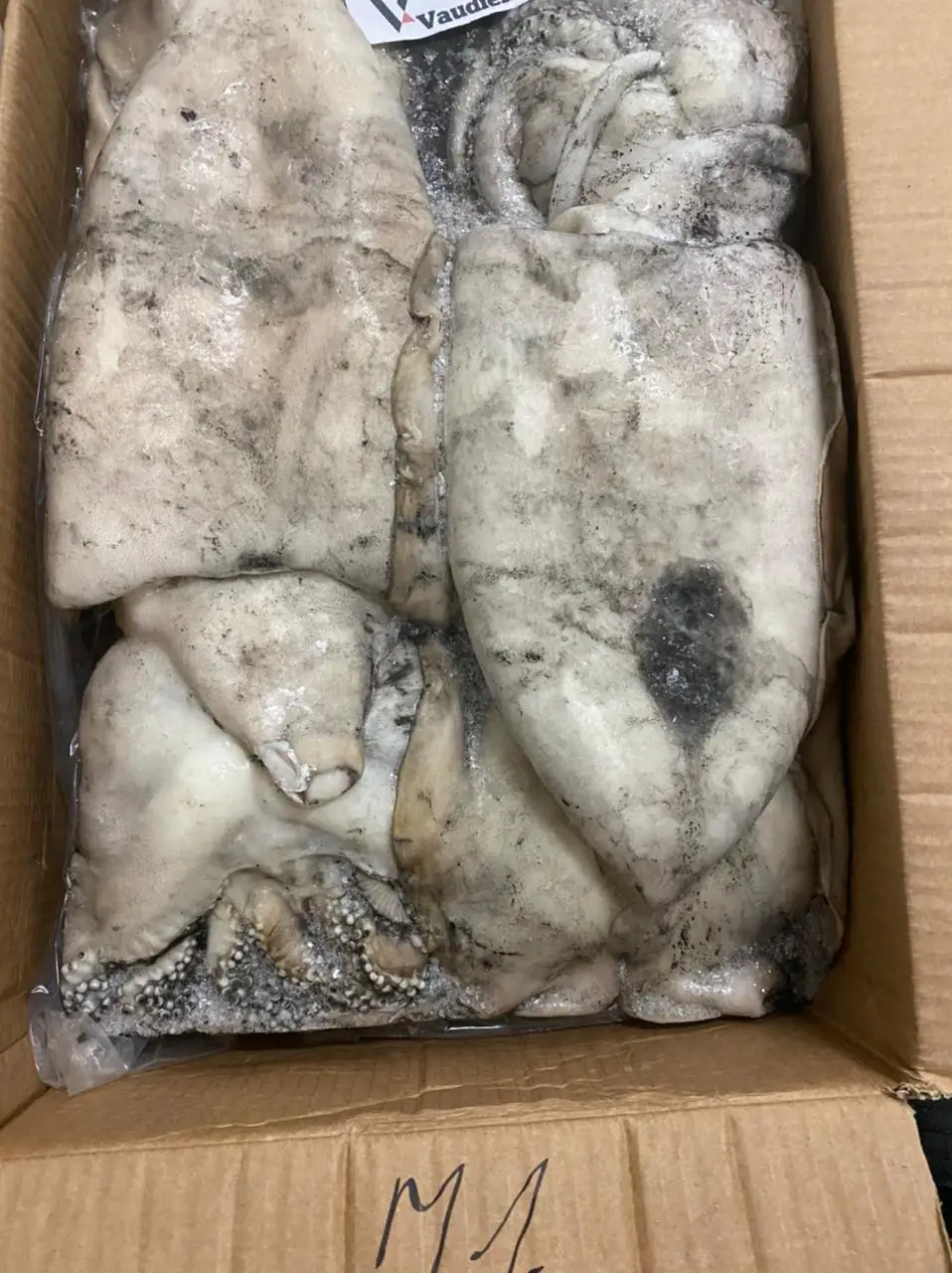 
Good Taste Or Texture Sepiida Seiches Frozen Extremely Nutritious Cuttlefish Species Range 