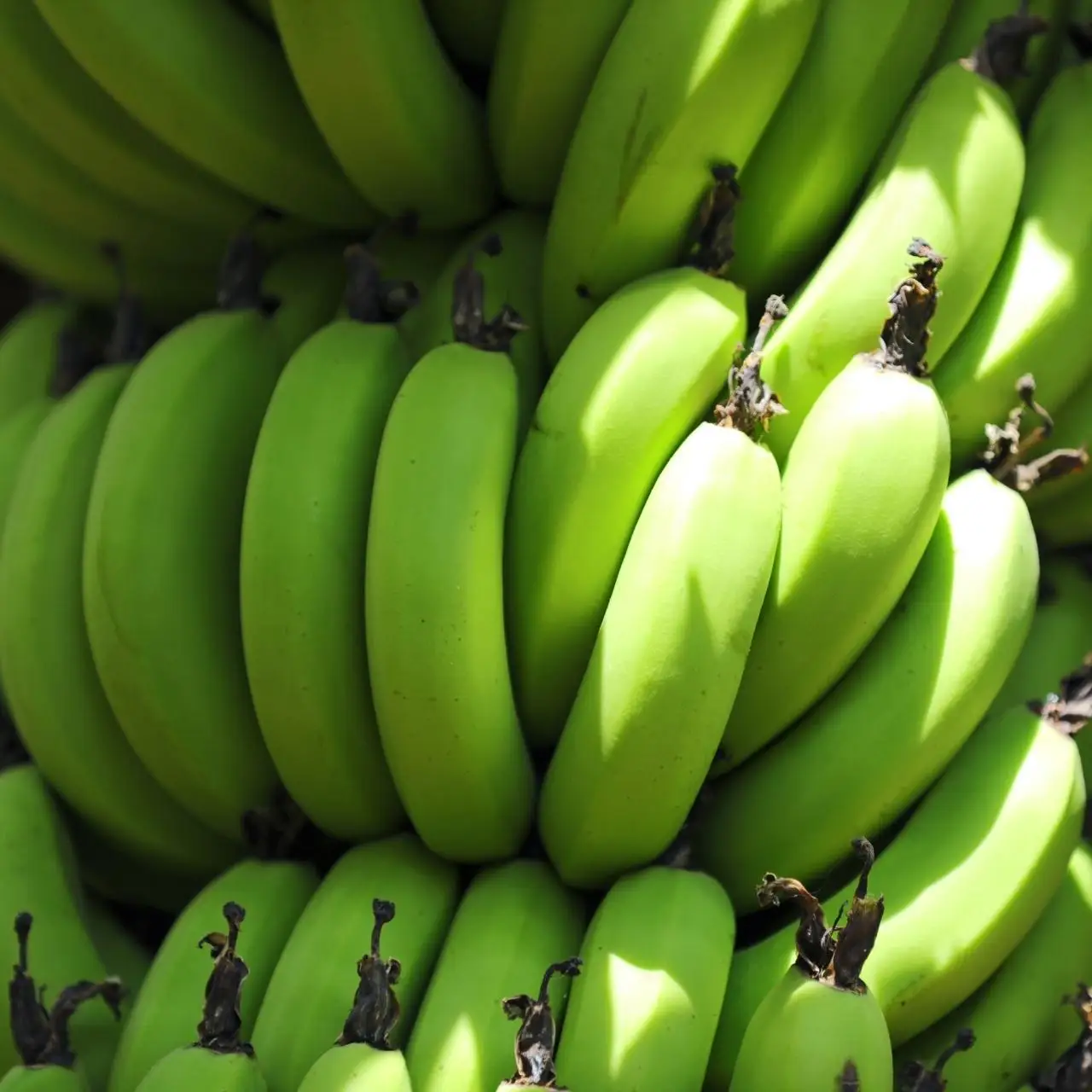 Best selling Premium Fresh Cavendish Banana