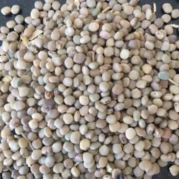 Wholesale Price Best Quality Guar Seeds for Sale