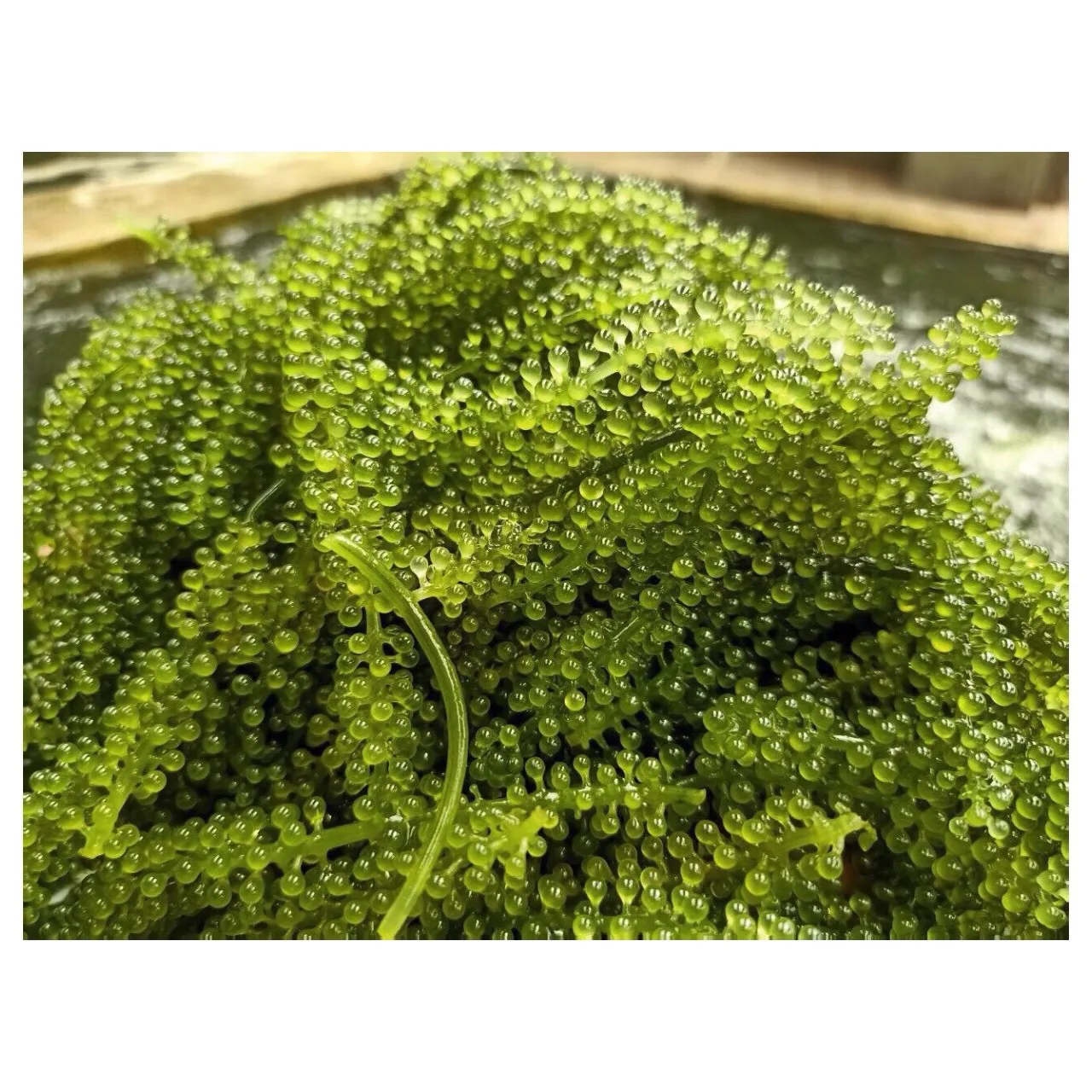 Высокое качество каулерпы lentillifera/морской виноград/из Вьетнама/г-жа Nian + 84 363 210