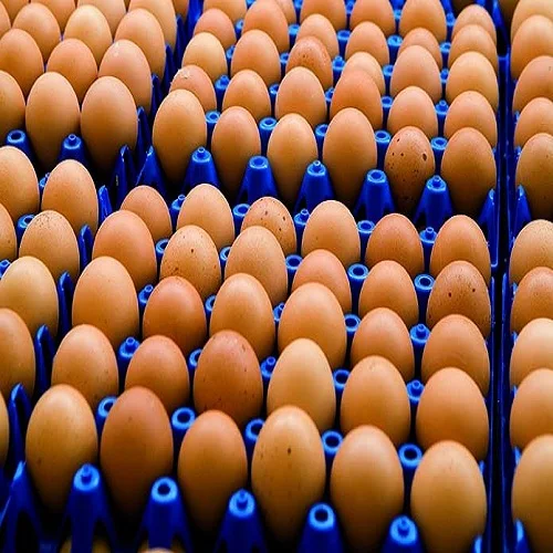 
Fresh Chicken Egg, Fresh Table Egg, Fresh Brown And White Eggs 