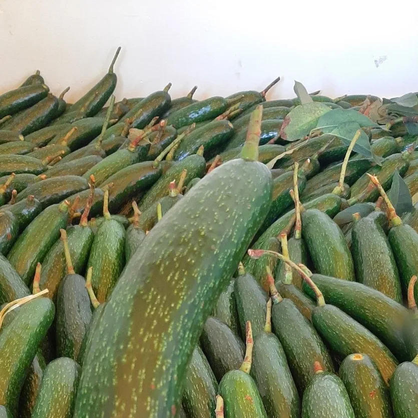 
Vietnam Avocado fresh fruit- Premium, high quality, clean farming, VietGap, prestige, attractive price 