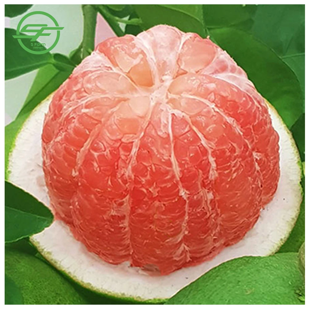 High Quality Citrus New Crop Grapefruit Pomelo