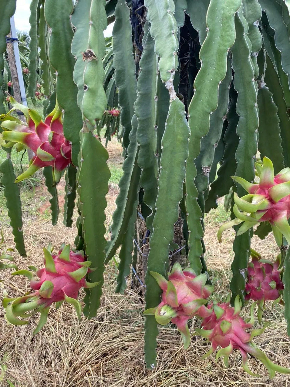Fresh Dragon Fruit from Vietnam / Vietnamese agricultural products / Nutritious fruits