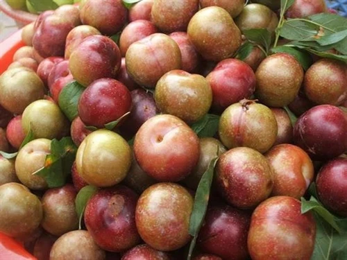 Professional Farm New Harvest Plums Fresh Plums Red shell Fresh Fruit From Vietnam Competitive Price