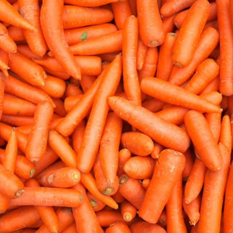Свежая морковка со стандартами безопасности овощей из Вьетнама