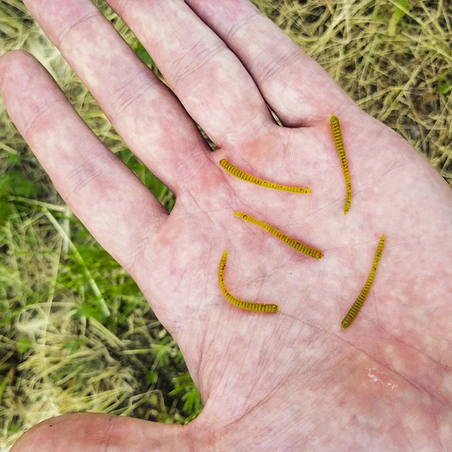 50 PCs Fishing lures shaman microworm. Color 004. Silicone worms. Summer fishing, winter fishing. Length 30mm.