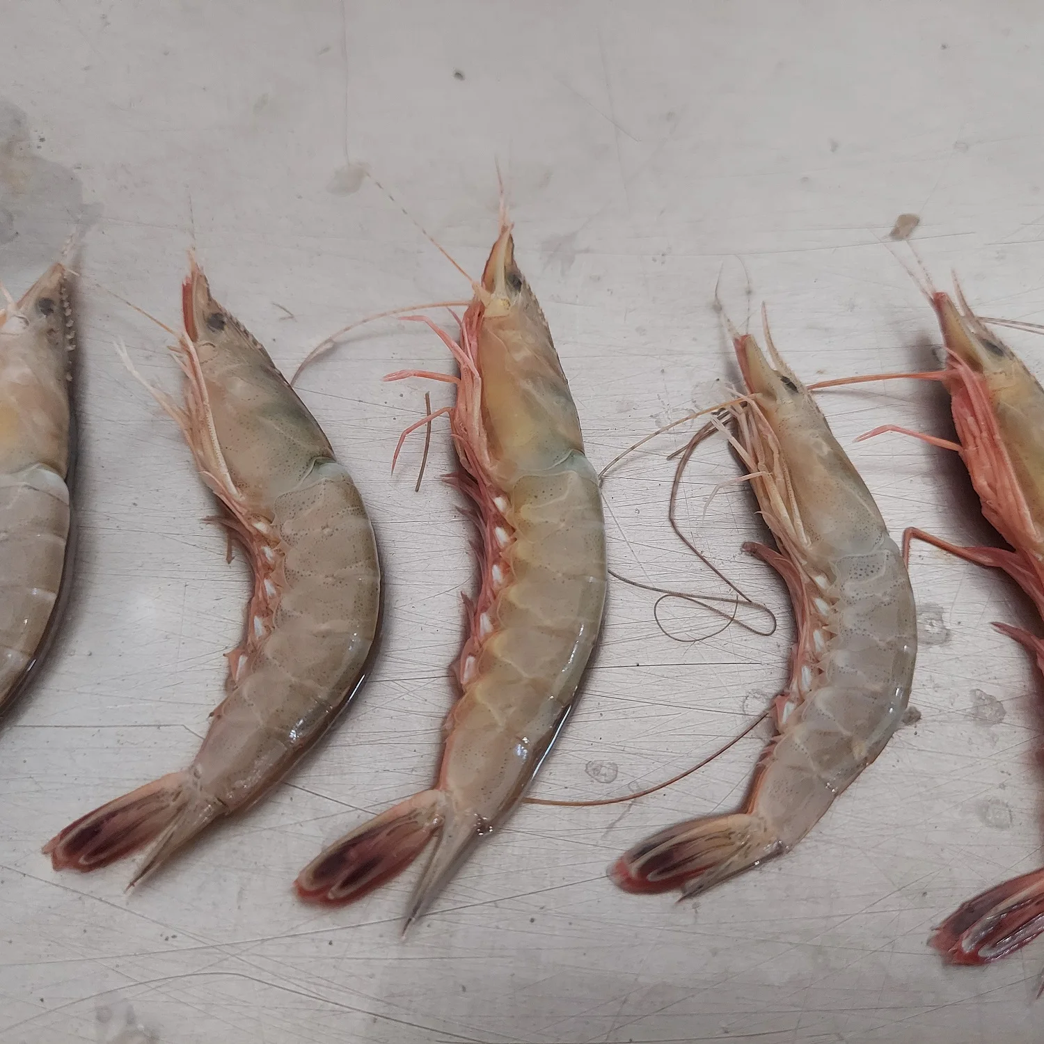 Cat Tiger Shrimps Chilled Head On Shell On Custom Packing Best Quality Master Seafood Product Country of Origin Bangladesh
