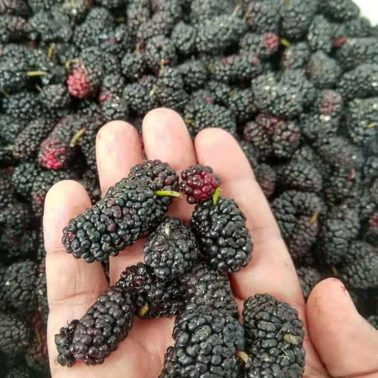 
IQF Blackberries/Frozen Blackberries For Sale 