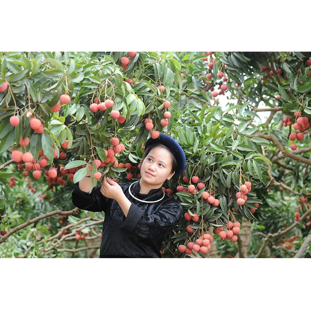  Высококачественная специальная кухня Органическая личи класса А с приятным вкусом из Вьетнама