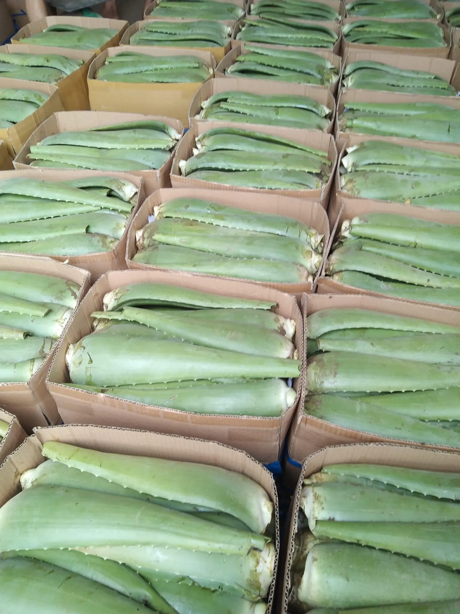 FRESH EXTRACT Vietnam Fresh Aloe Vera gel bulk  leaf organic for juice powder cleanser nature republic skin Healthy Material