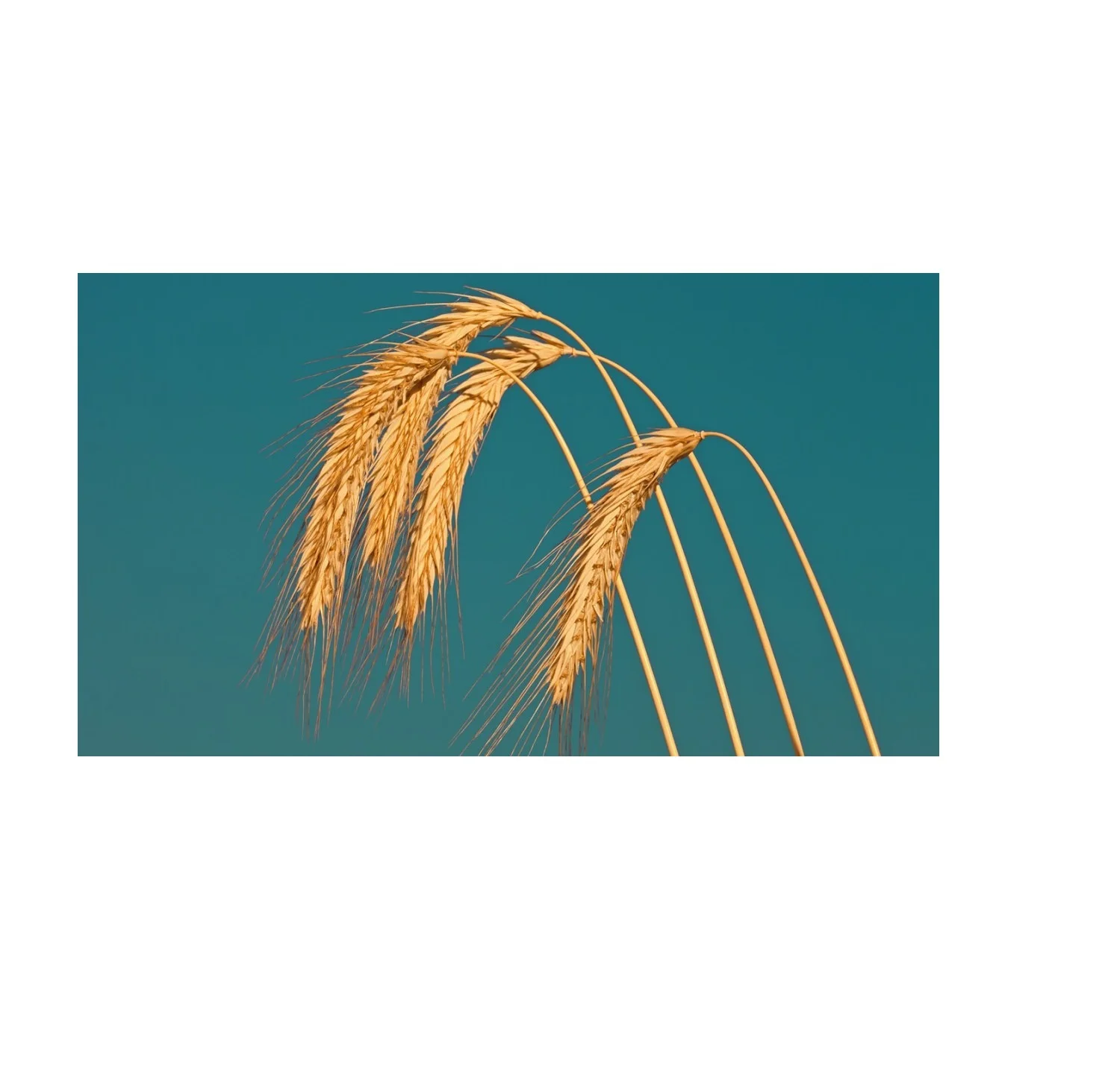 Best Quality Rye For Sale In Cheap Price