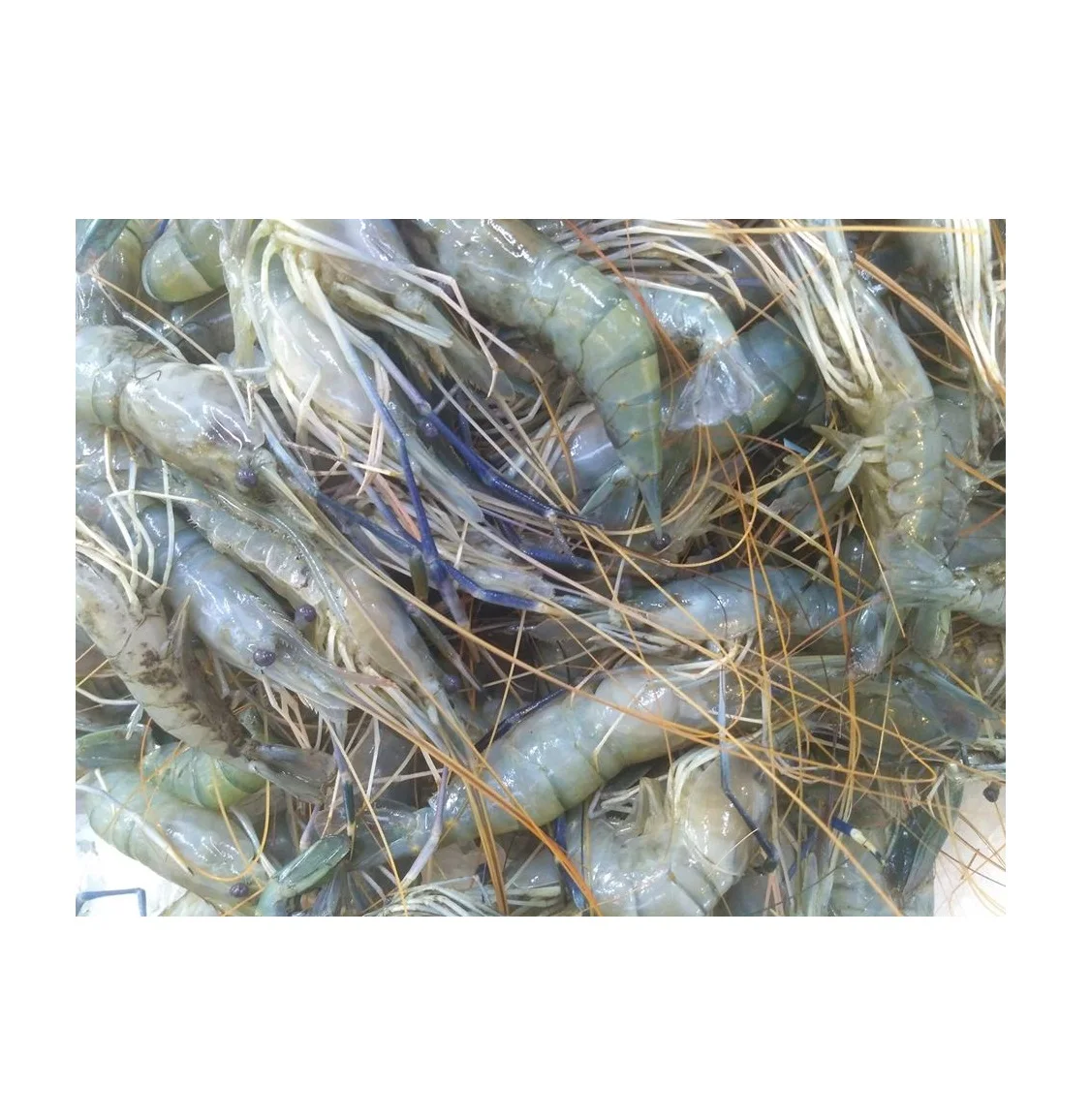 Cheap Price Wholesale TIGER SHRIMPS For Sale In bulk