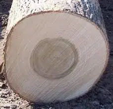 Сапелли/ироко/падук промышленные бревна 80 + c