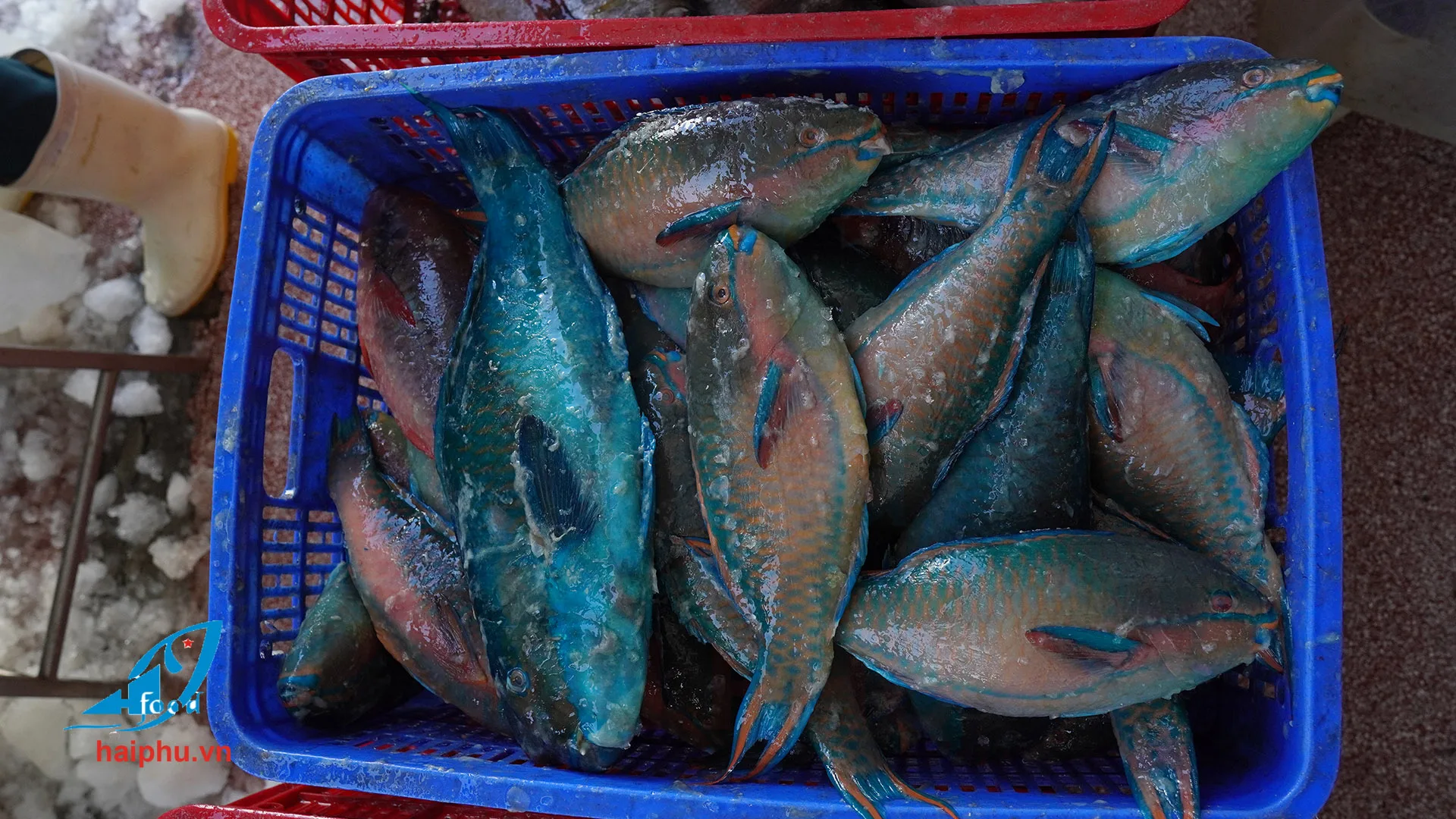 Замороженный попугай рыба безголовая высокое качество хит продаж VN