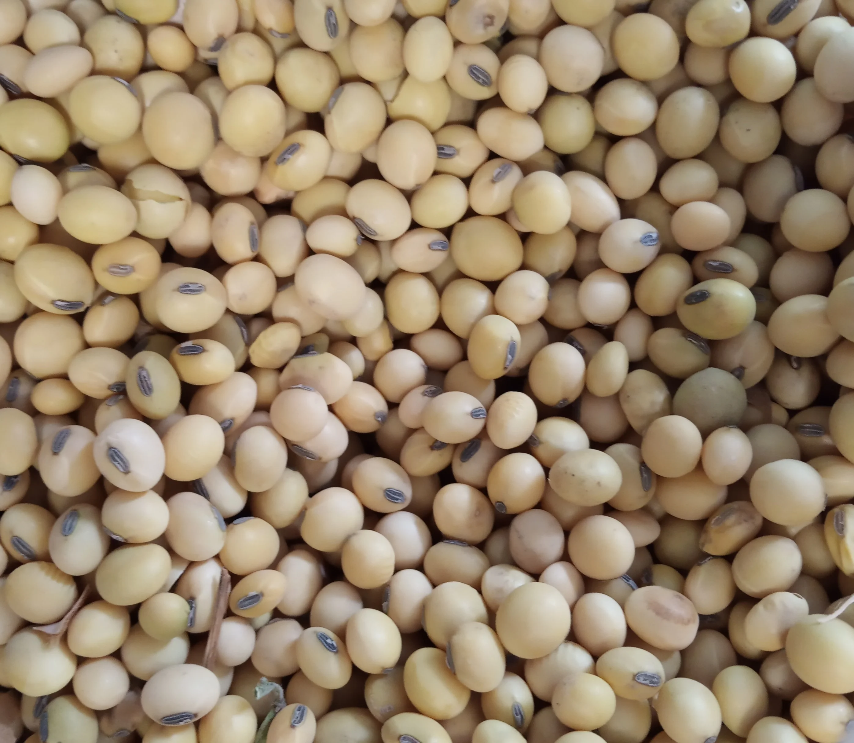 Excellent NON GMO Soybean from Argentina