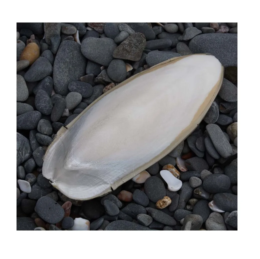 Лучшая цена, кость каракатицы для корма для птиц, сушеная кость каракатицы/косточка для еды и напитков