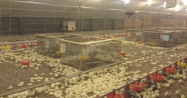 Broiler Hatching Eggs Cobb 500 and Ross 308 / chicken ross / broiler chicken eggs for sale