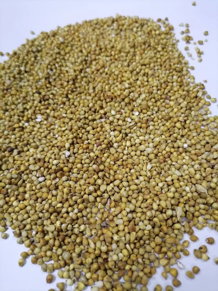Best Quality Natural Organic Millet Seed at Competitive