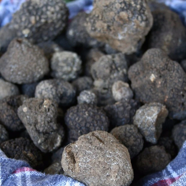 
Mushroom spores tuber truffle slicer fresh truffle 4~6cm, 5~7cm 