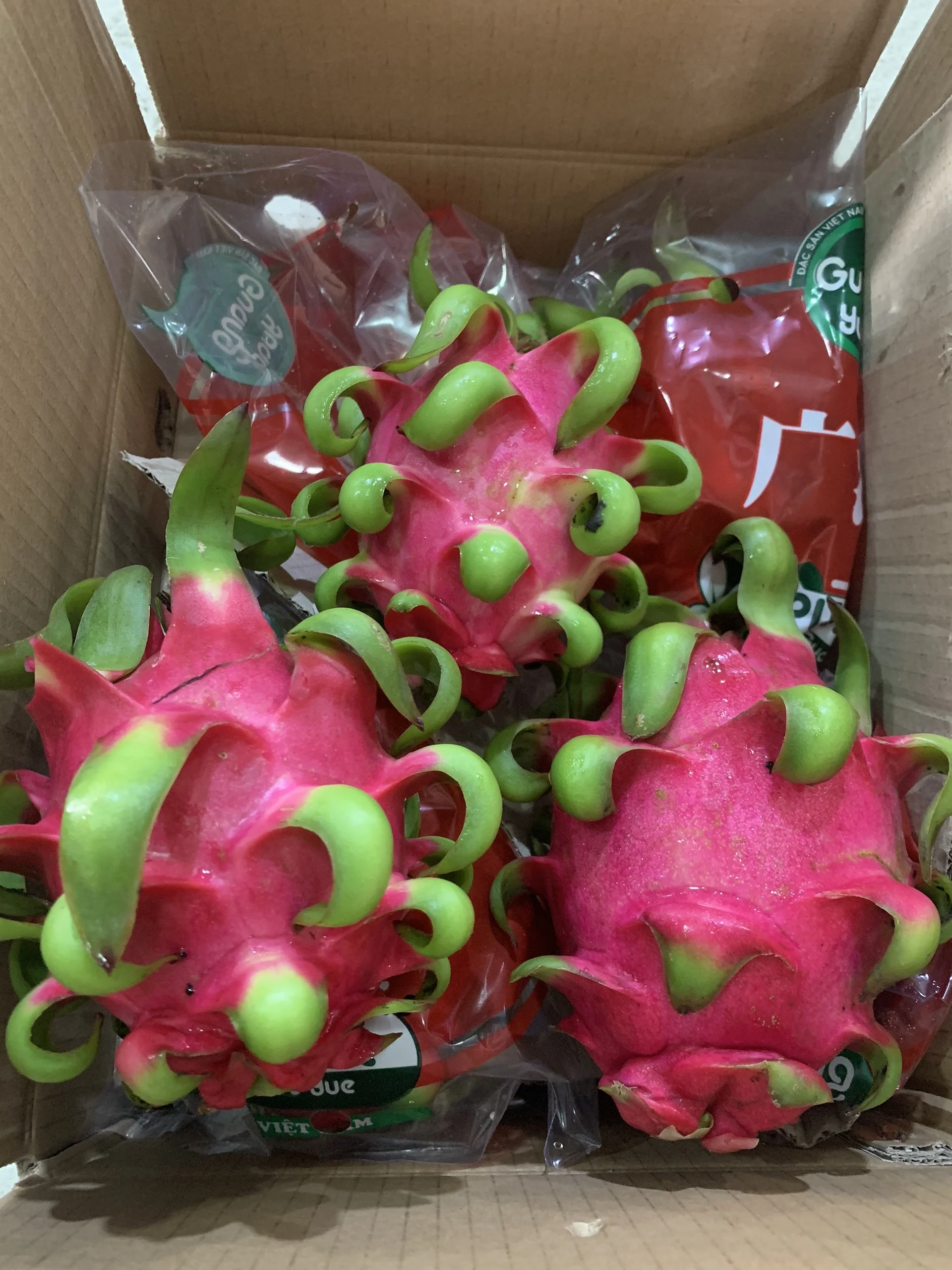
GOOD QUALITY VIETNAM RED DRAGON FRUIT WITH CHEAP PRICE 