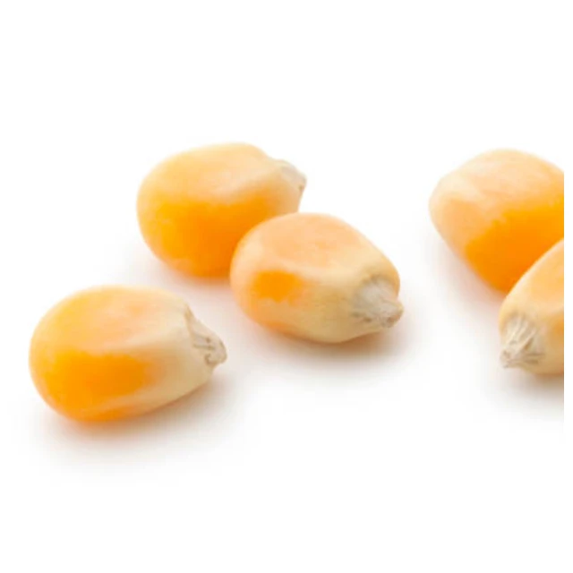 
100% Premium Quality Yellow Color Mushroom Popcorn Kernels 