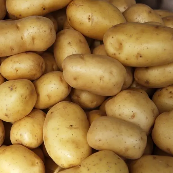 
HIGH QUALITY Fresh Potatoes for export 