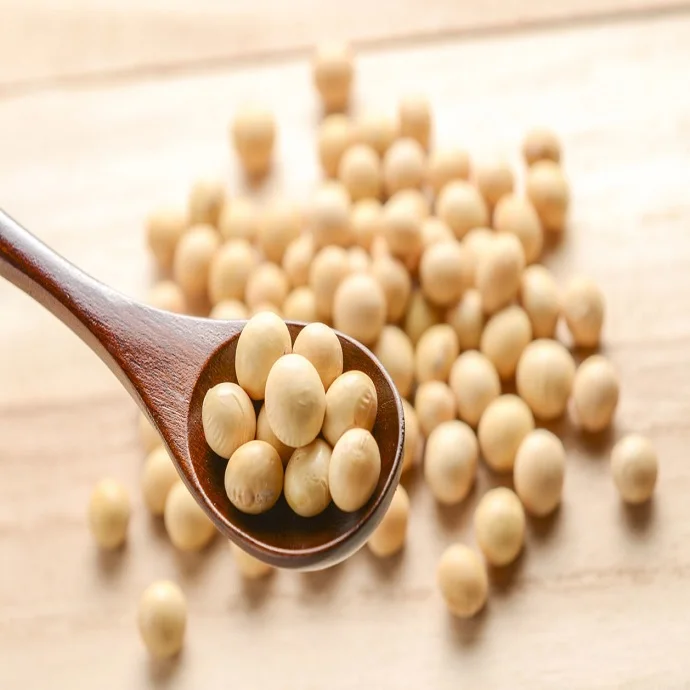 
GMO and Non GMO Soyabean/Soybean for Sale 