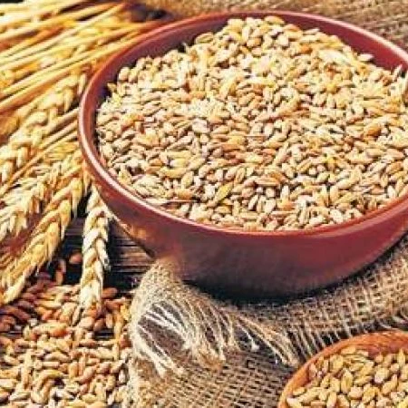 Durum Wheat india
