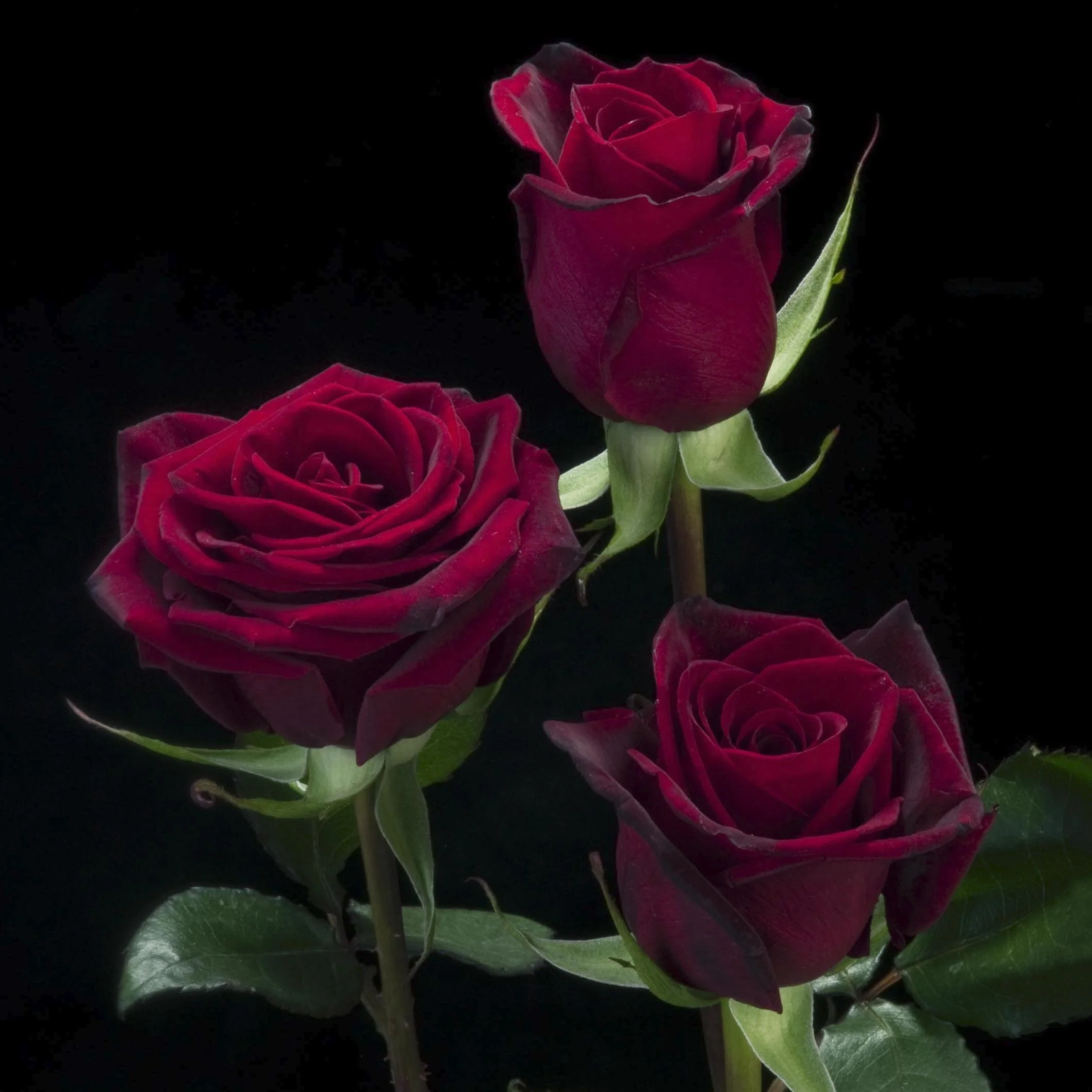 Разнообразные розы, черный волшебный прямой Эквадор, ферма, свежий длинный Цветок стебля для свадьбы, оптовая продажа