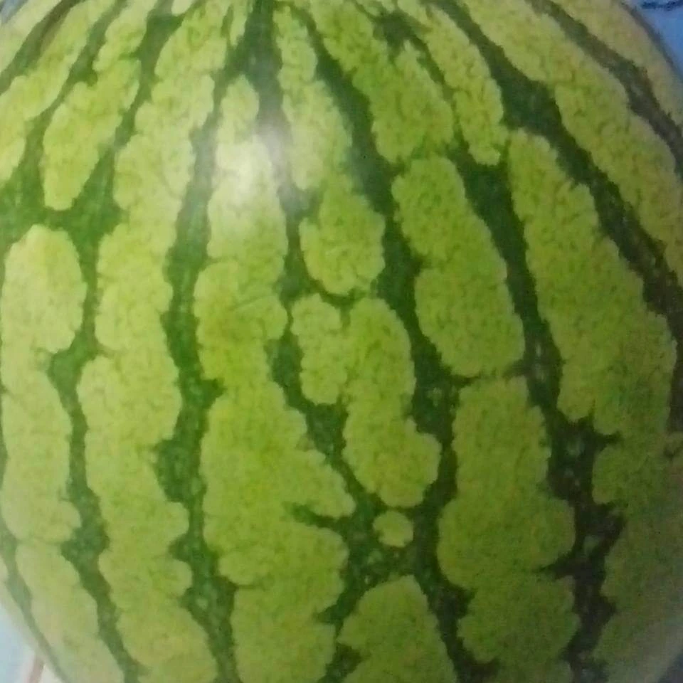 Fresh fruits Watermelon