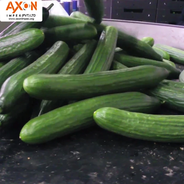 
Fresh Cucumber /Zucchini/English Cucumber/Pakistani fresh cucumber 